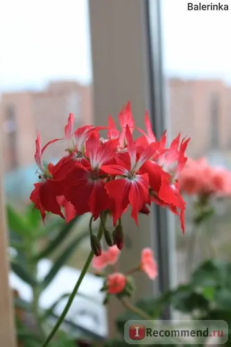 Pelargonium stelat (muscata) - „Stele de pe cutie! (Fotografie din Pelargonium meu) „recenzii ale clientilor