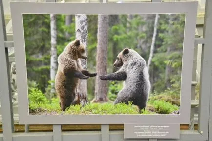 Zoológiai Múzeum St. Petersburg