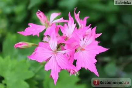 Pelargonium stelat (muscata) - „Stele de pe cutie! (Fotografie din Pelargonium meu) „recenzii ale clientilor