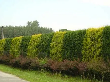 Hedge boróka a kezét és a létrehozásának lépéseit fotó