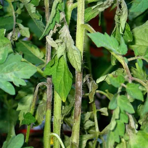 11 retete eficiente pentru combaterea tomate Phytophthora - gradina de legume, fără griji