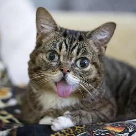 15 котки, които станаха звезди Интернет