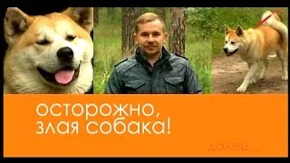 програма Акита Inu куче