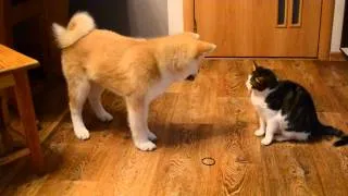 program de câine Akita Inu