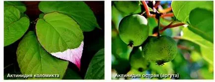 Actinidia - грижи, размножаване, разнообразие