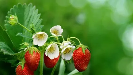 6 Тайните на отглеждане на ягоди, които не казват на никого