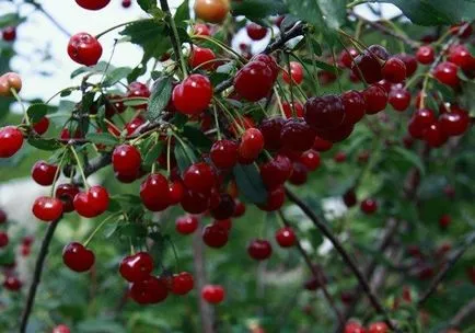 Top 32 cseresznye fajták a középső sáv, a moszkvai régió, az Urál és Szibéria