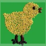 Заявление зърнени петел, кокошка, пиле как да се направи хартия