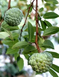 Annona (guanabana)