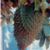 Annona (guanabana)