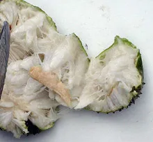 Annona (guanabana)