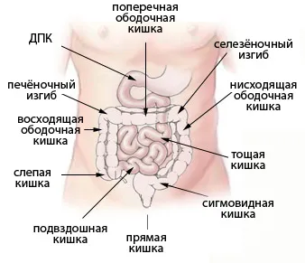 Анатомия на стомашно-чревния тракт