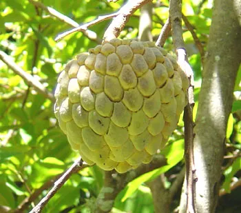 Annona solzos sau mere de zahăr