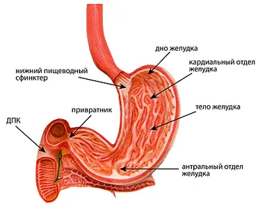Anatómiája a gyomor-bél traktus