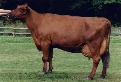 vaci bovine Angler rasa (caracterizarea si descrierea fotografiei)