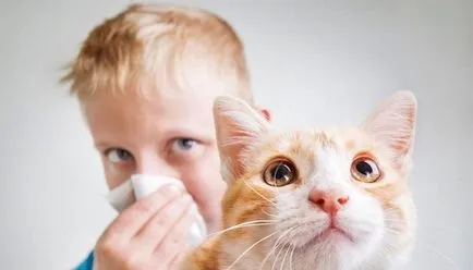 A macska allergia negatív hatással háziállatok és kezelési módszerek