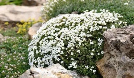 cultivarea alpin Arabis semințelor, plantare și îngrijire de plante, ls