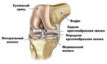 Анатомия и структура на колянната става, мускулите и сухожилията го укрепват