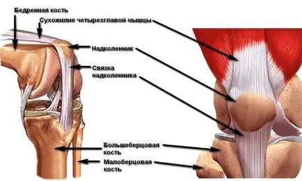 Анатомия и структура на колянната става, мускулите и сухожилията го укрепват