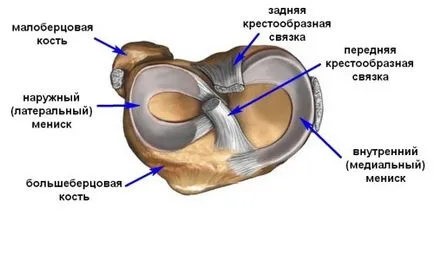 Анатомия и структура на колянната става, мускулите и сухожилията го укрепват