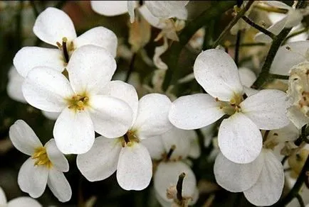 cultivarea alpin Arabis semințelor, plantare și îngrijire de plante, ls