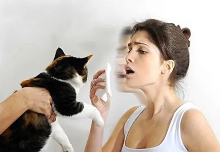 A macska allergia negatív hatással háziállatok és kezelési módszerek