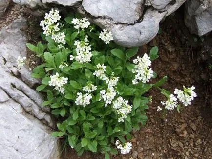 Arabis alpesi termesztése magvak, növények és gondozása növények, az ls