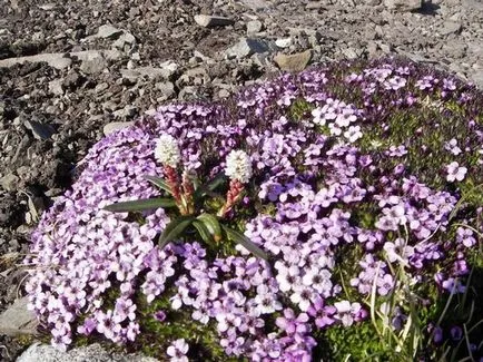 Arabis alpesi termesztése magvak, növények és gondozása növények, az ls