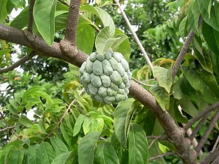 Annona hámló, titkait növekvő szobanövények