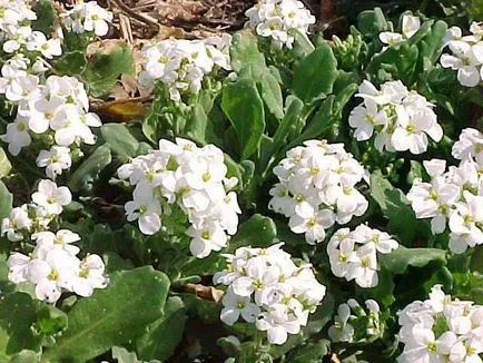 Arabis alpesi növekvő magról - az életem