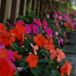 Impatiens Noua Guinee - de îngrijire, fotografie, flori preferate