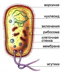 Бактерии, вируси, микроби