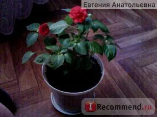 Impatiens F1 ягоди със сметана - 