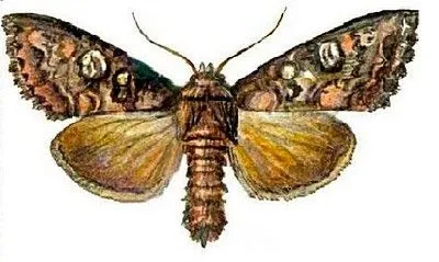 Пеперуди вредители - вредители и болести
