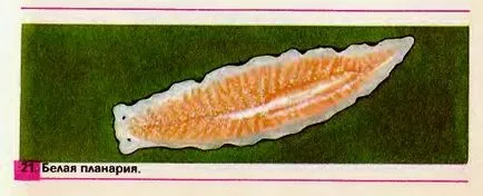 бяло planaria