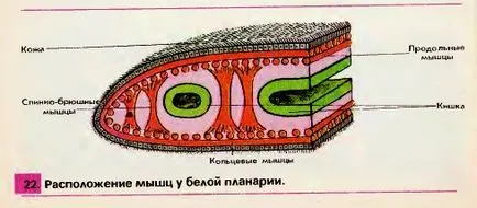 бяло planaria