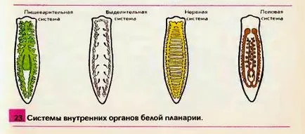 бяло planaria