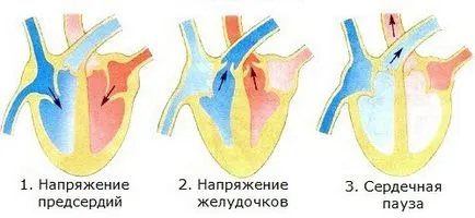 Работещи сърце - добро и зло, за да тичам, beguza