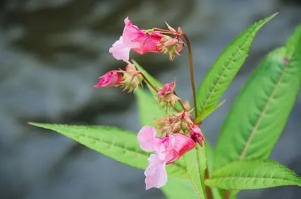 grădină Impatiens