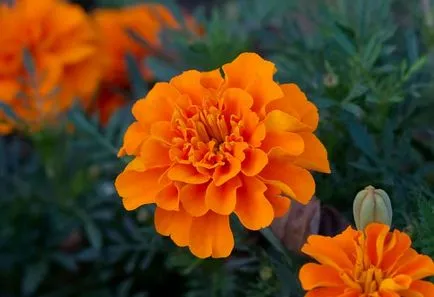 Tagetes - cultivare, îngrijire, transplant și reproducerea