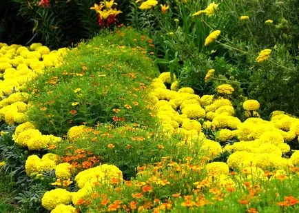 Tagetes - отглеждане, грижи, трансплантация и размножаване