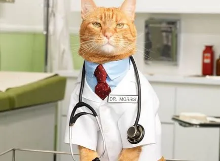 Știi cum să se ocupe cu alergie la pisici setare de sănătate