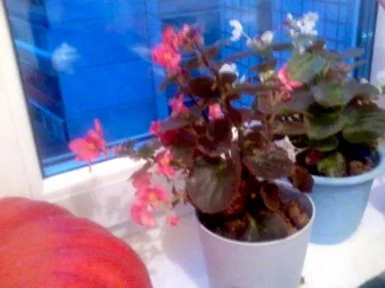 Begonia vechnotsvetuschaya és Impatiens - nyaraló virágoskert