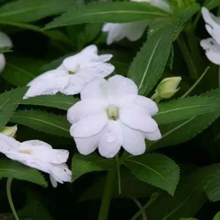 Impatiens kert