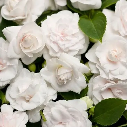 Impatiens kert