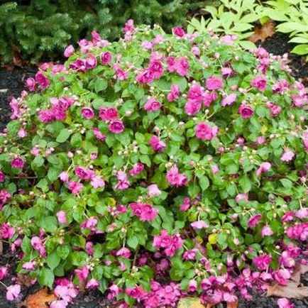 Impatiens kert