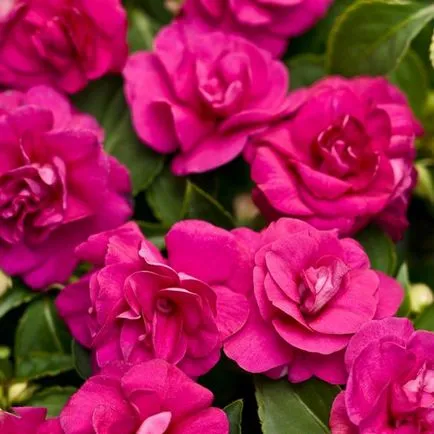 Impatiens kert