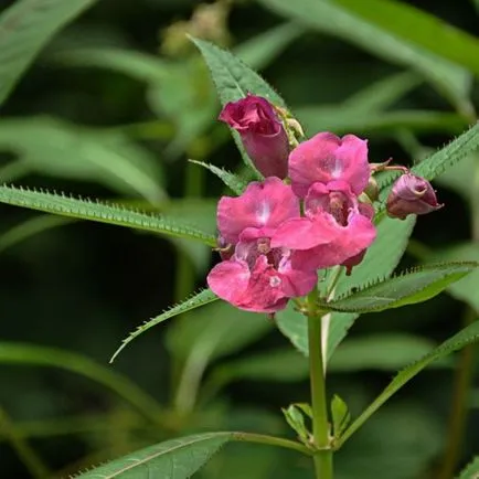 grădină Impatiens