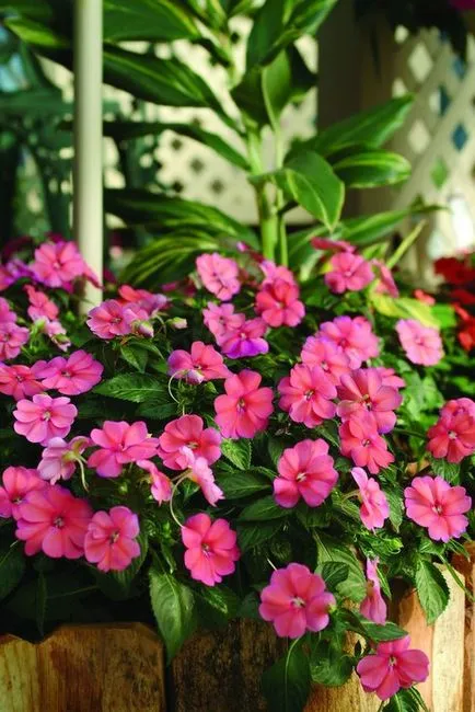 Impatiens kert