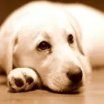 Заболявания на кучета и Слипове описание симптоми на наследствени заболявания